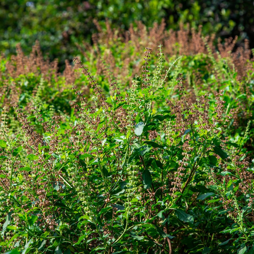 Basilic Cannelle Cinamonette