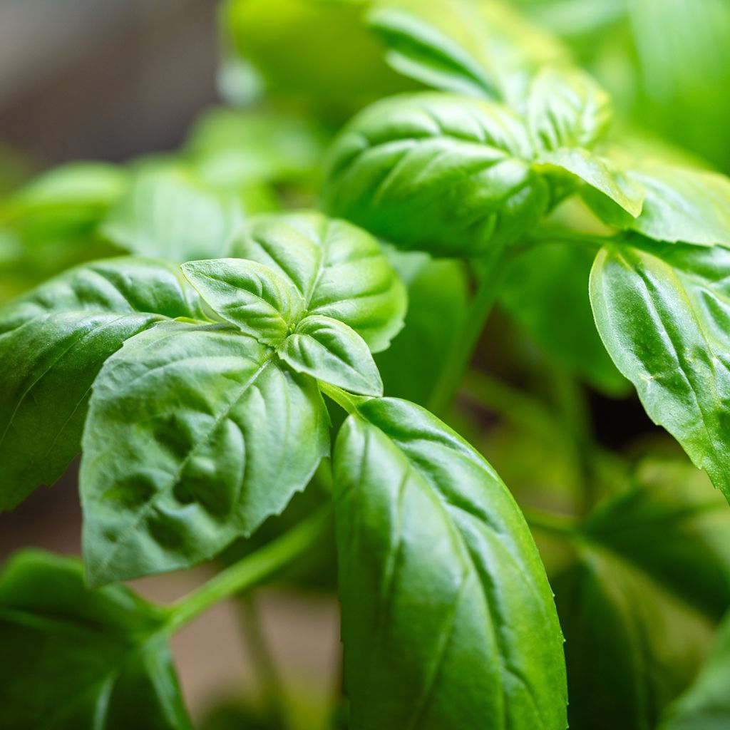 Basilic Genovese BIO