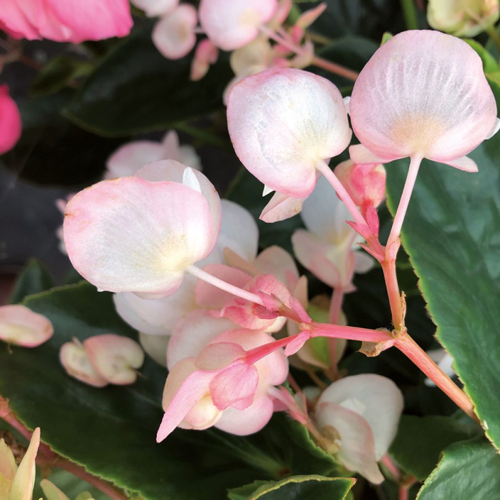 Begonia Dragon Wing White