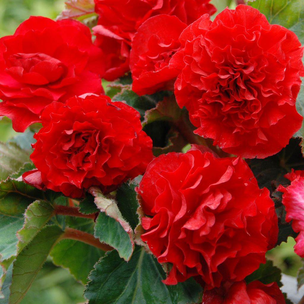 Bégonia double Non Stop Scarlet