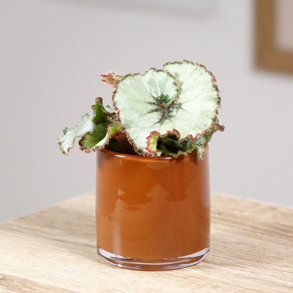 Begonia Rex Escargot - Bégonia escargot