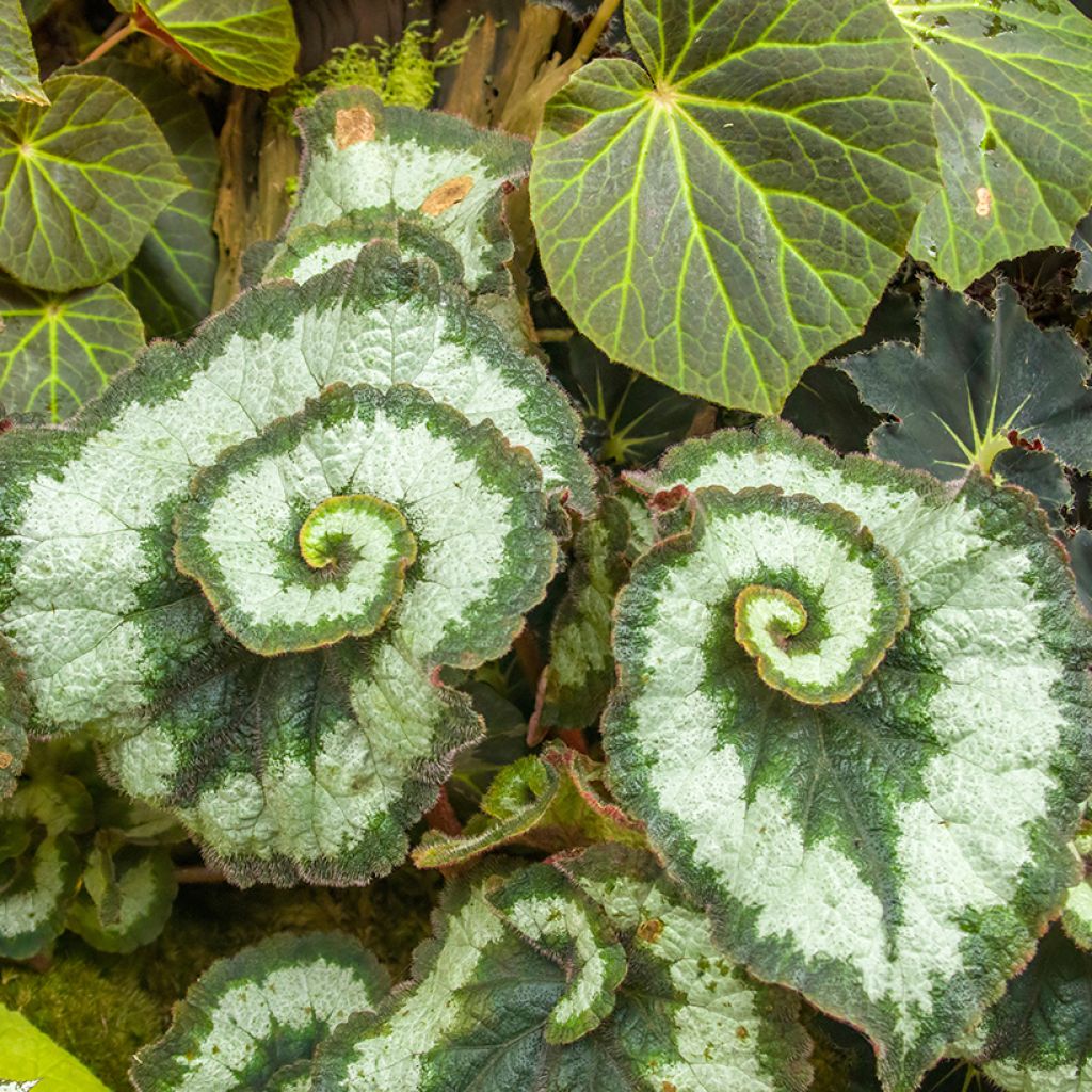 Begonia Rex Escargot - Bégonia escargot