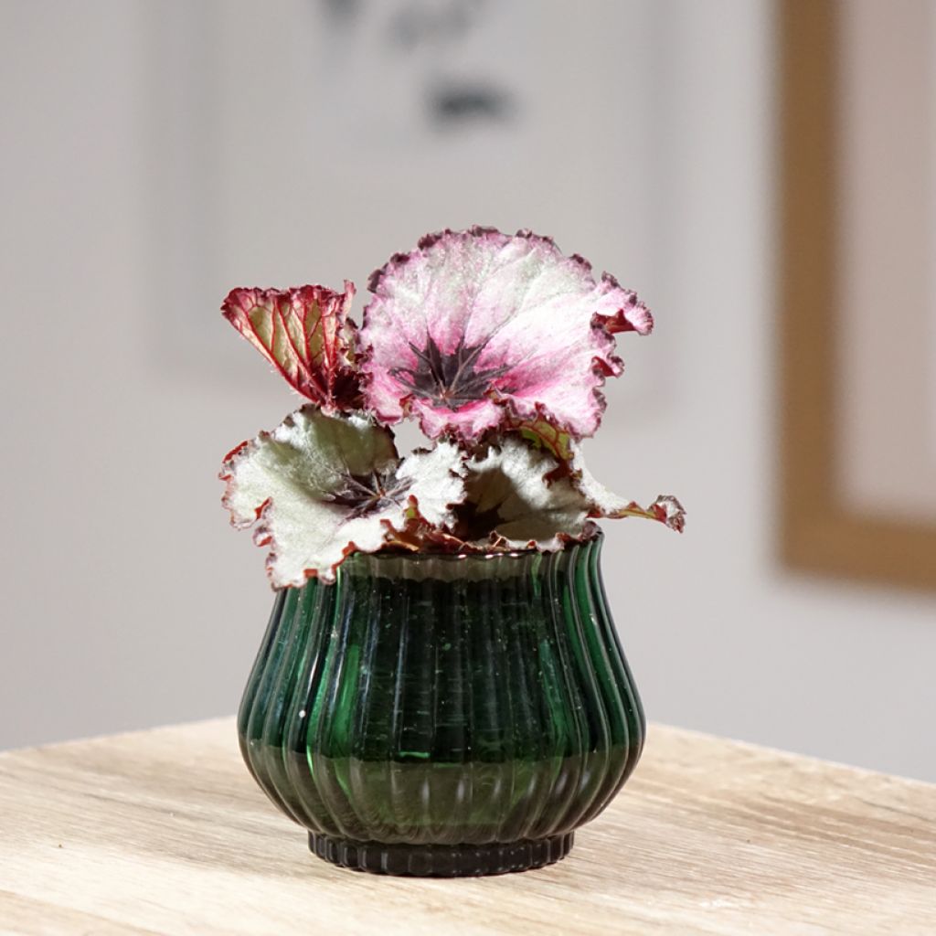 Begonia Rex Red Heart