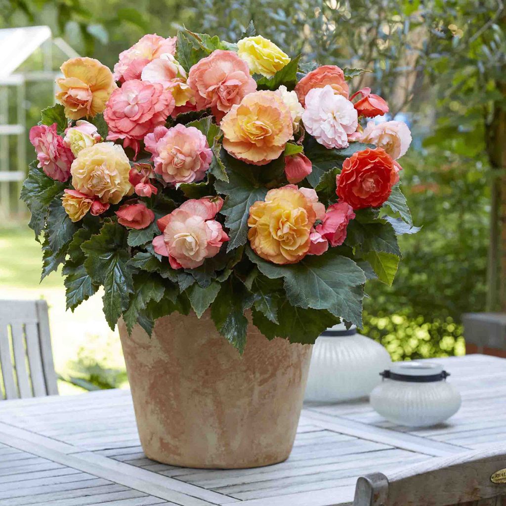 Begonia Superba Bolero - Bégonia tubéreux double orange