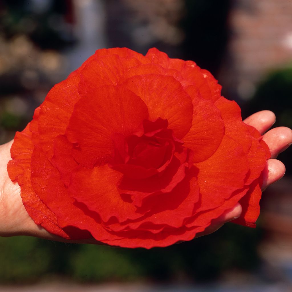 Begonia Superba Red - Bégonia tubéreux double rouge