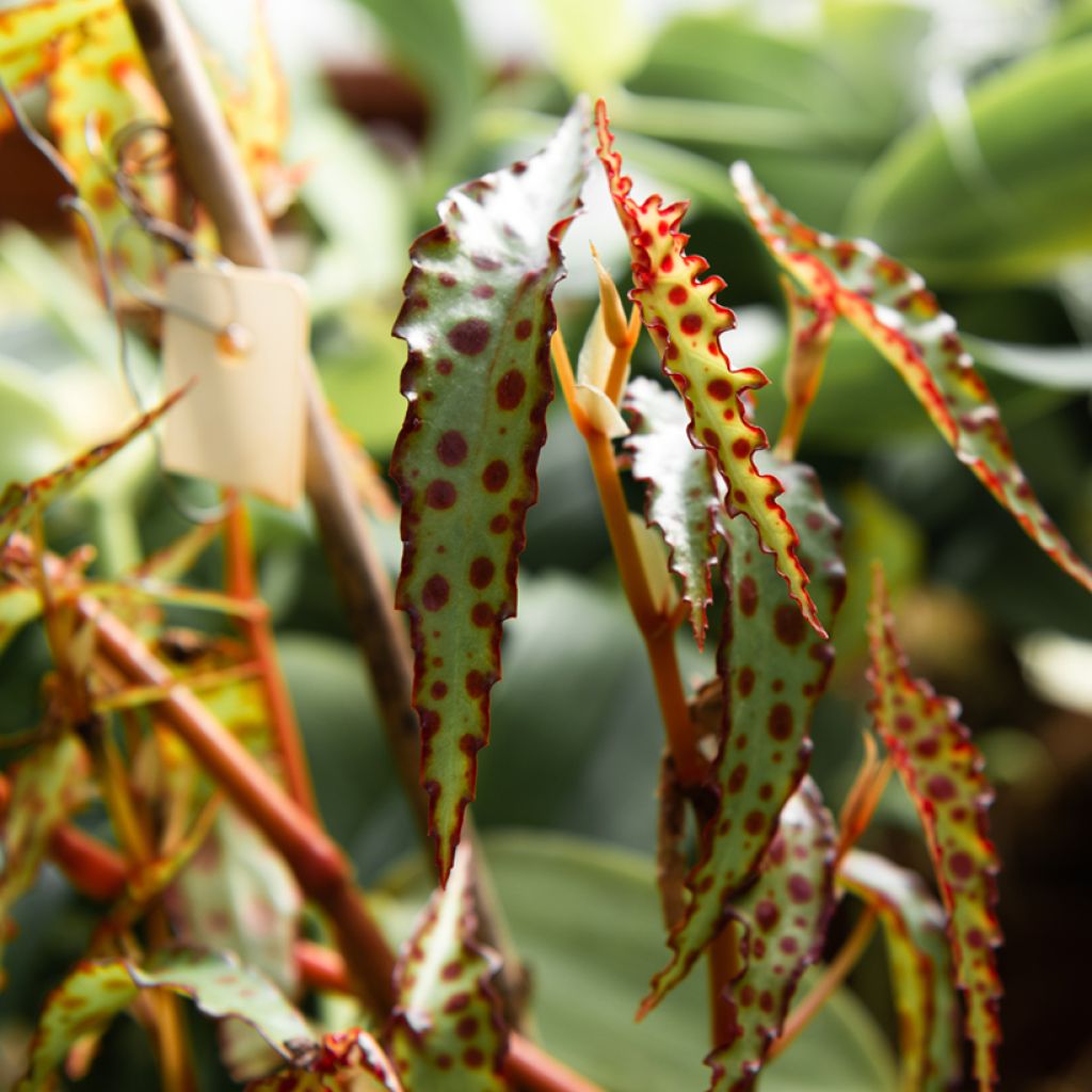 Begonia amphioxus - Bégonia d'intérieur