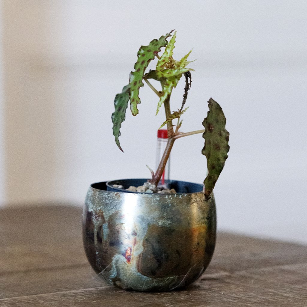 Begonia amphioxus - Bégonia d'intérieur