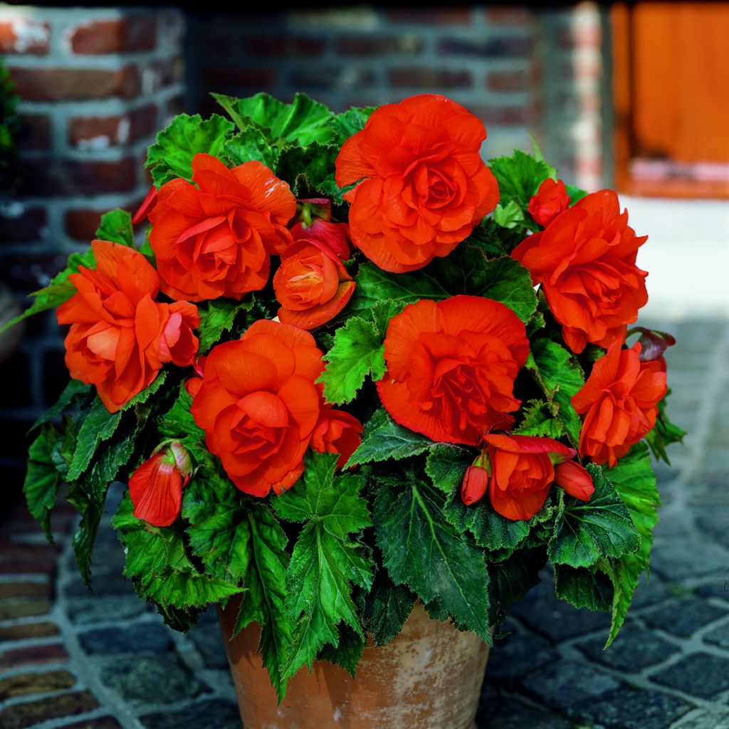 Bégonia double Copper  - Begonia grandiflora