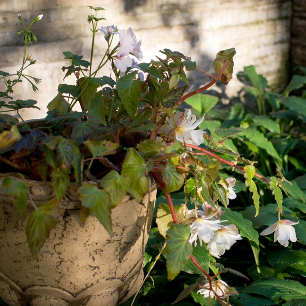 Begonia pendula Blanc - Bégonia retombant