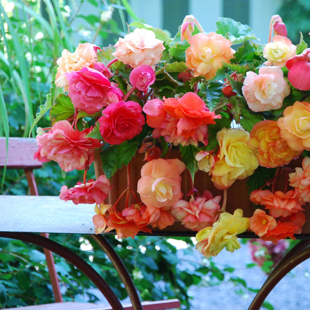Begonia retombant Splendide mix 3 couleurs