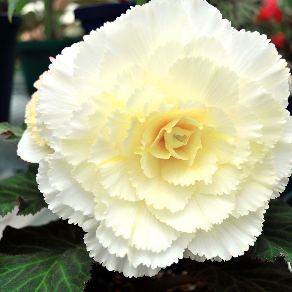 Begonia Fimbriata Blanc