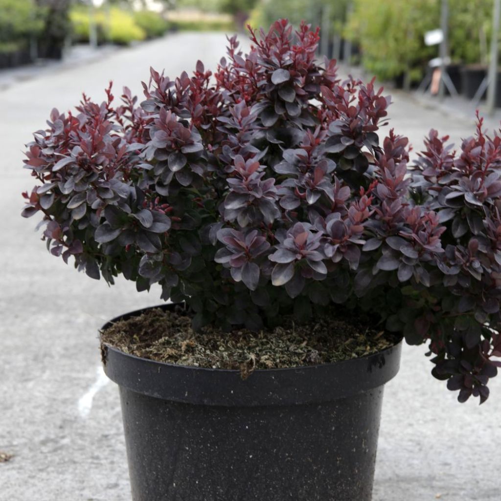 Berberis thunbergii Concorde - Épine-vinette