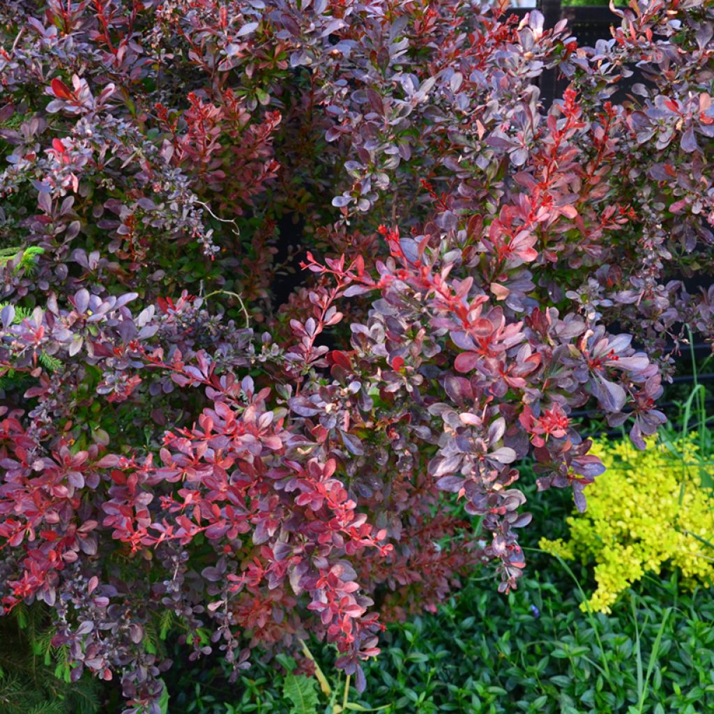 Berberis thunbergii Concorde - Épine-vinette
