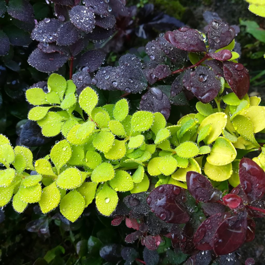Berberis thunbergii Maria - Épine-vinette