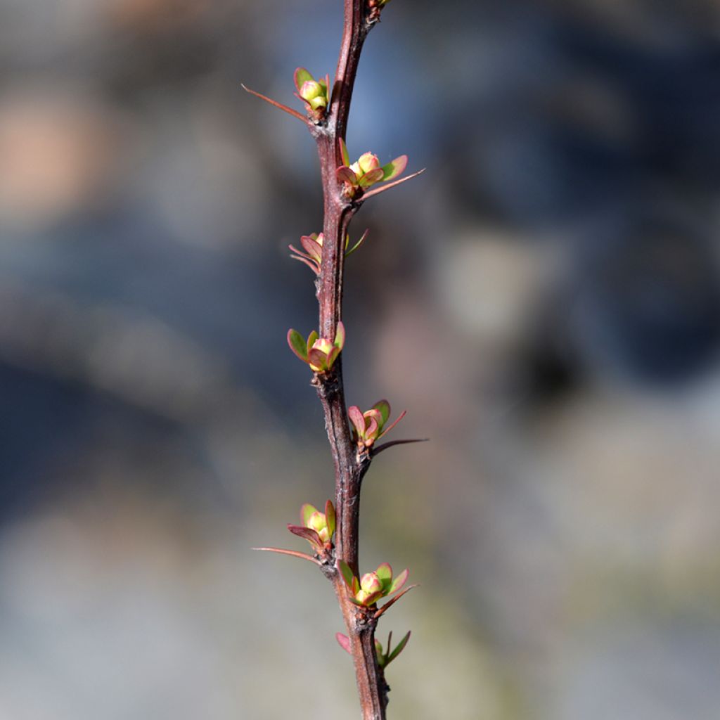 Berberis thunbergii Silver Beauty - Epine-vinette