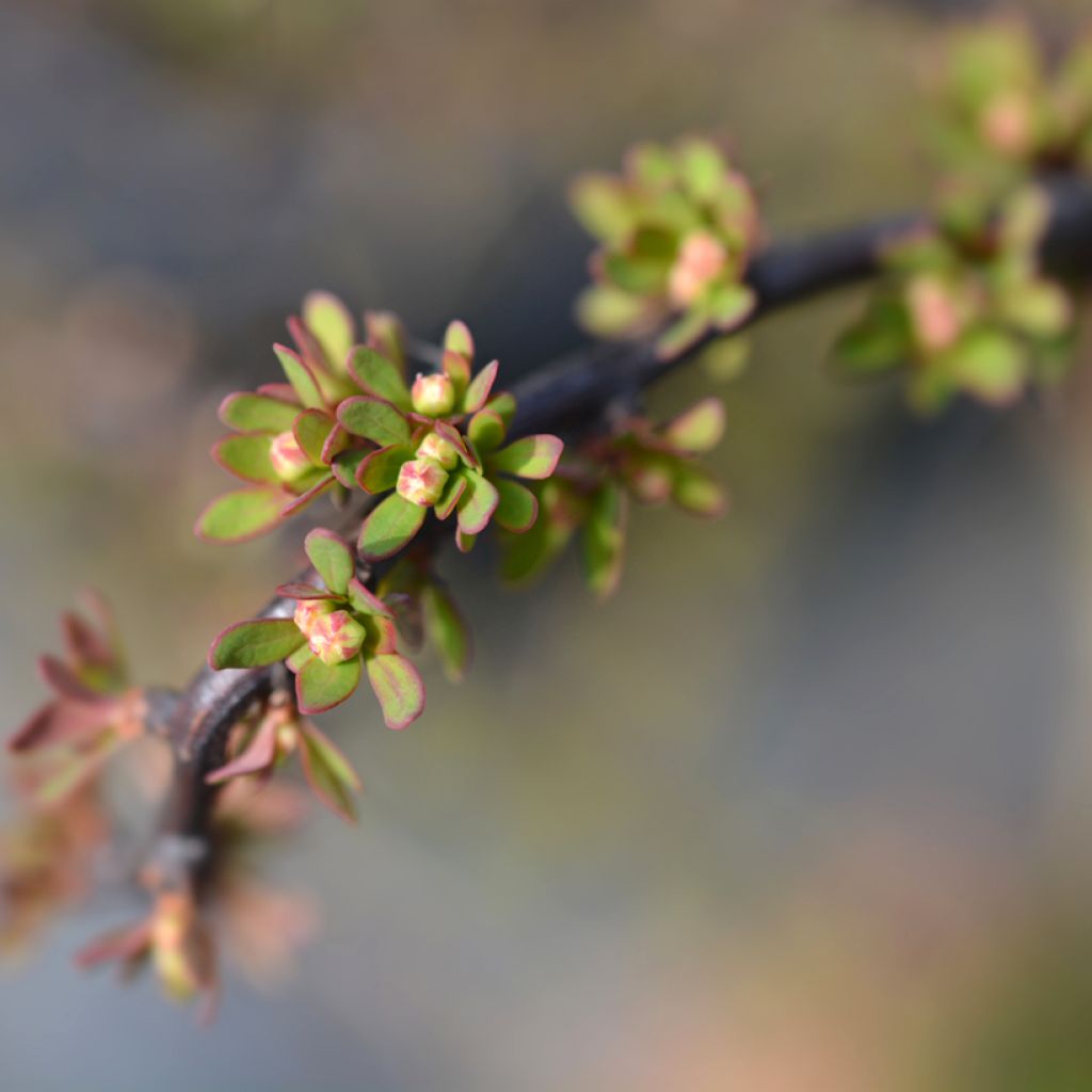 Berberis thunbergii Silver Beauty - Epine-vinette