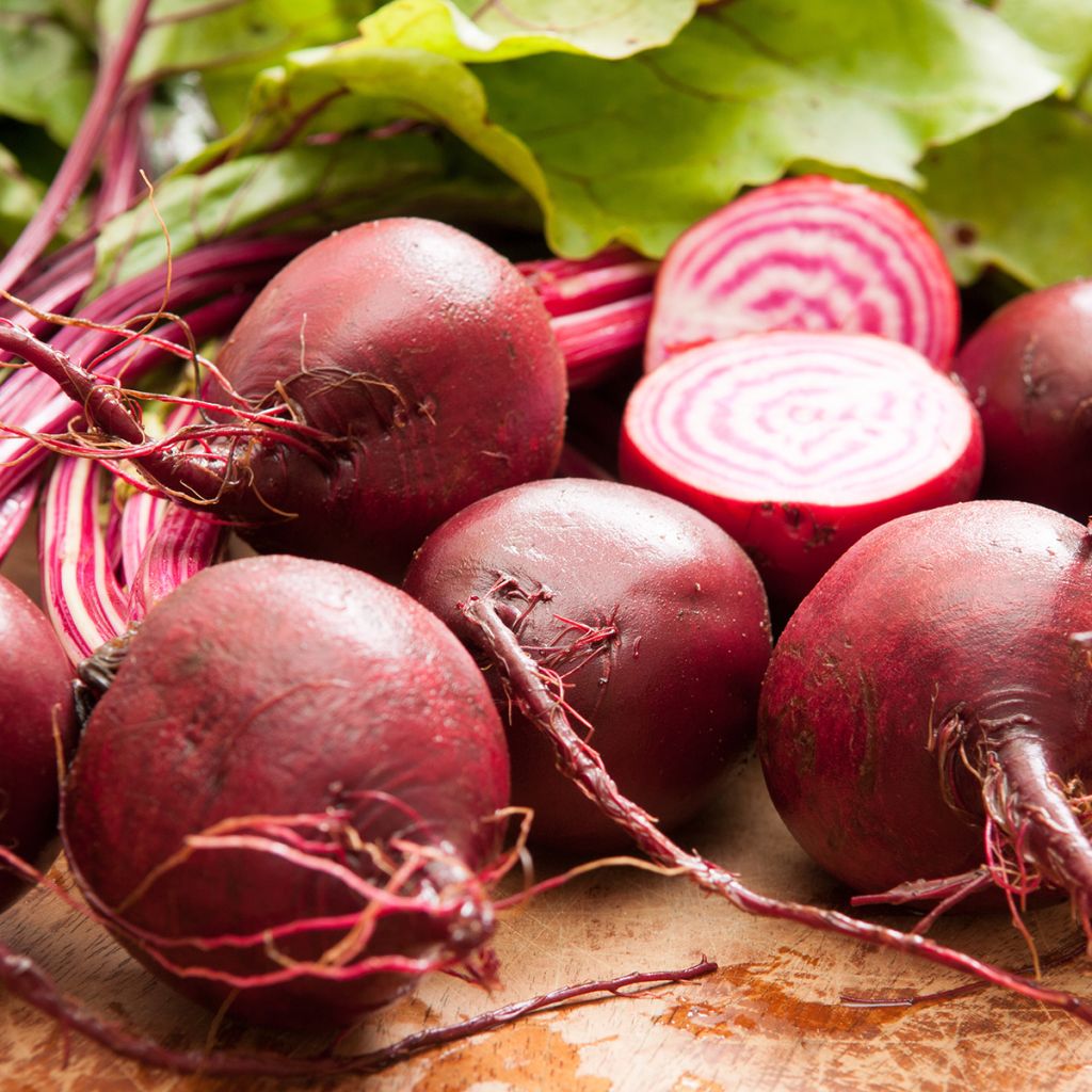 Betterave Chioggia