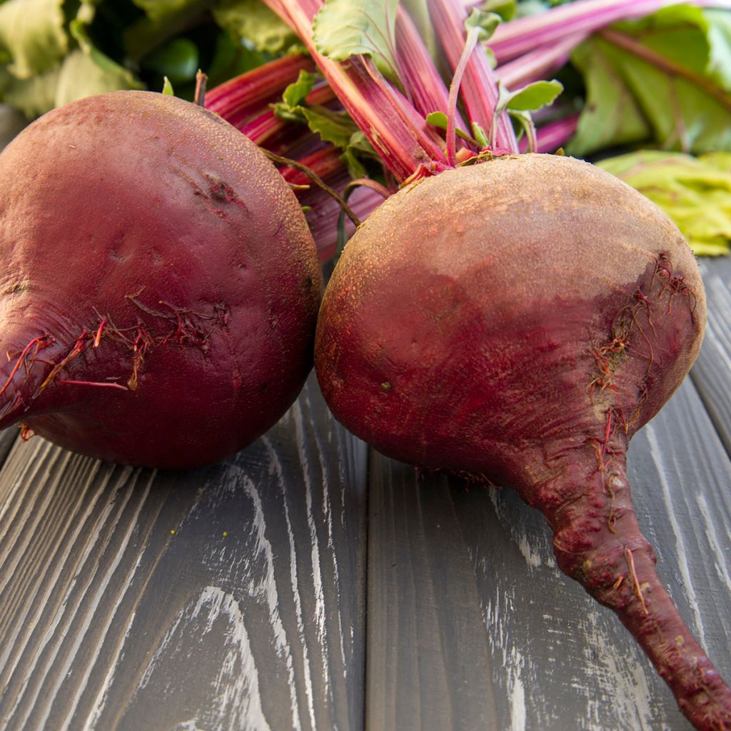Betterave Chioggia