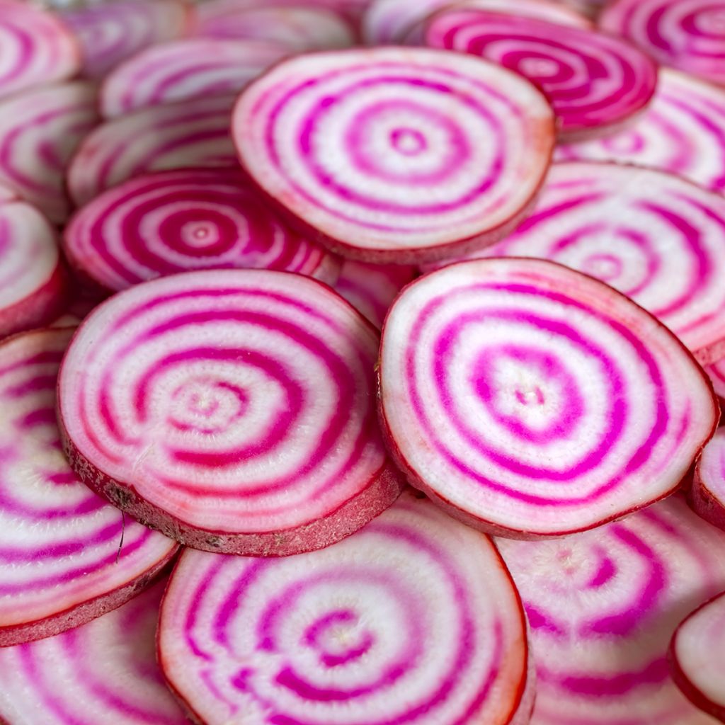Betterave Chioggia