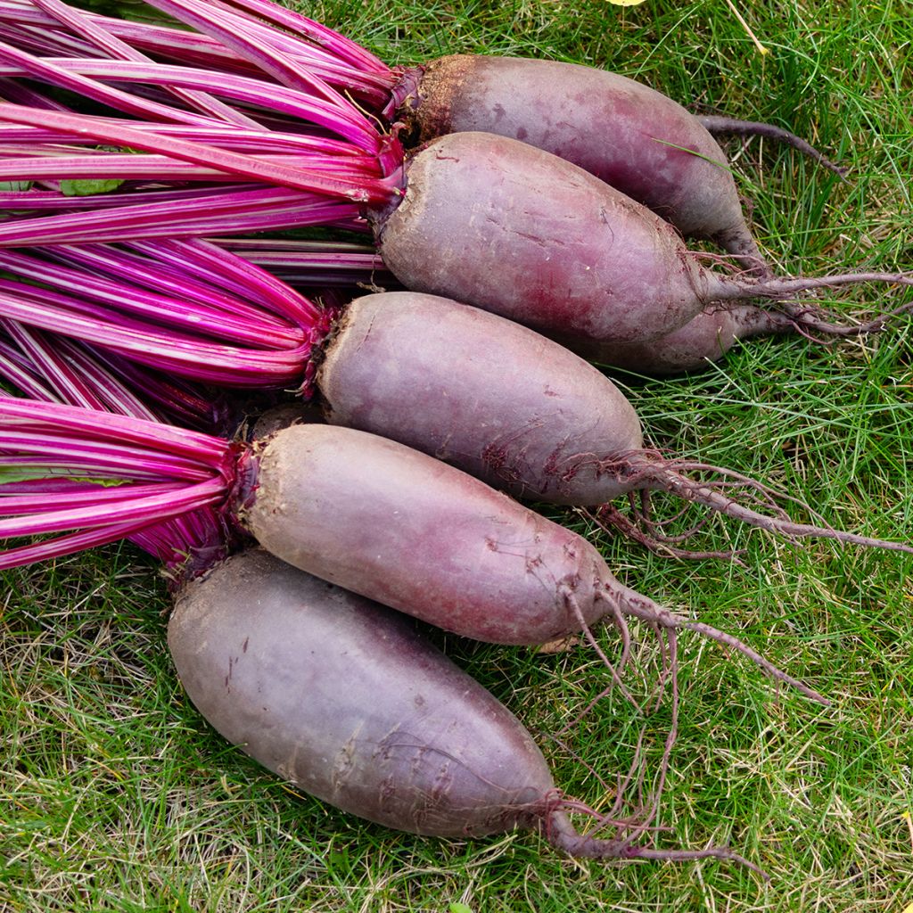 Betterave Cylindra