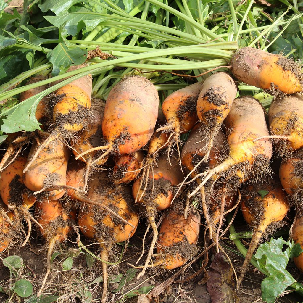 Betterave Fourragère Jaune de Vauriac