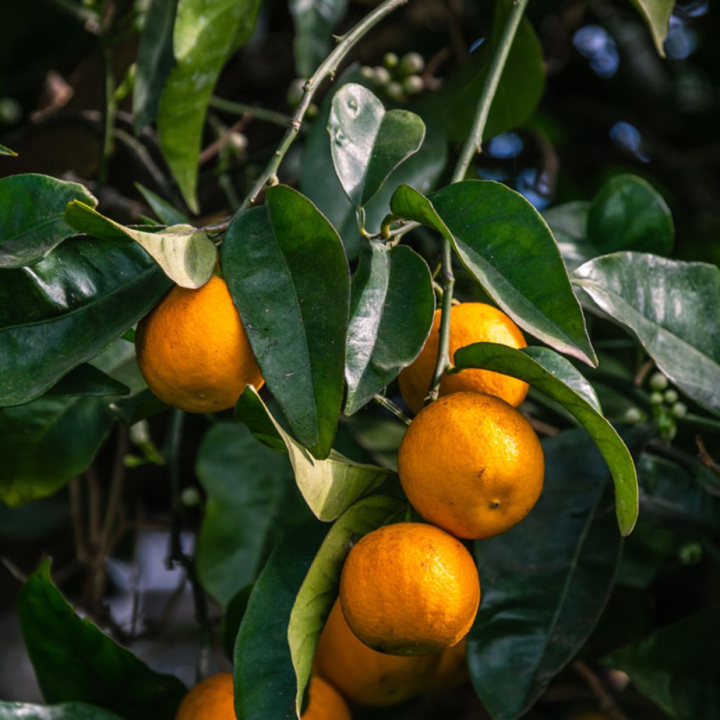 Bigaradier Bouquet de Fleur - Oranger amer