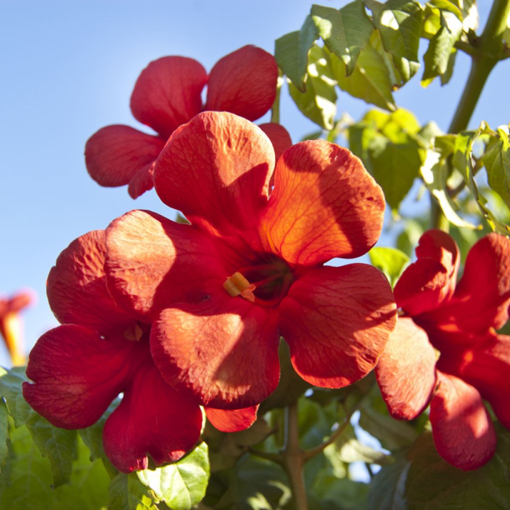 Bignone - Campsis tagliabuana Summer Jazz Fire