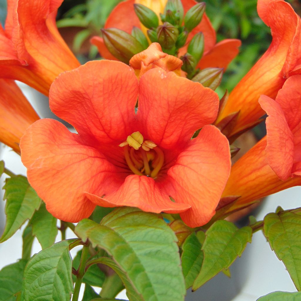 Bignone - Campsis tagliabuana Summer Jazz Fire