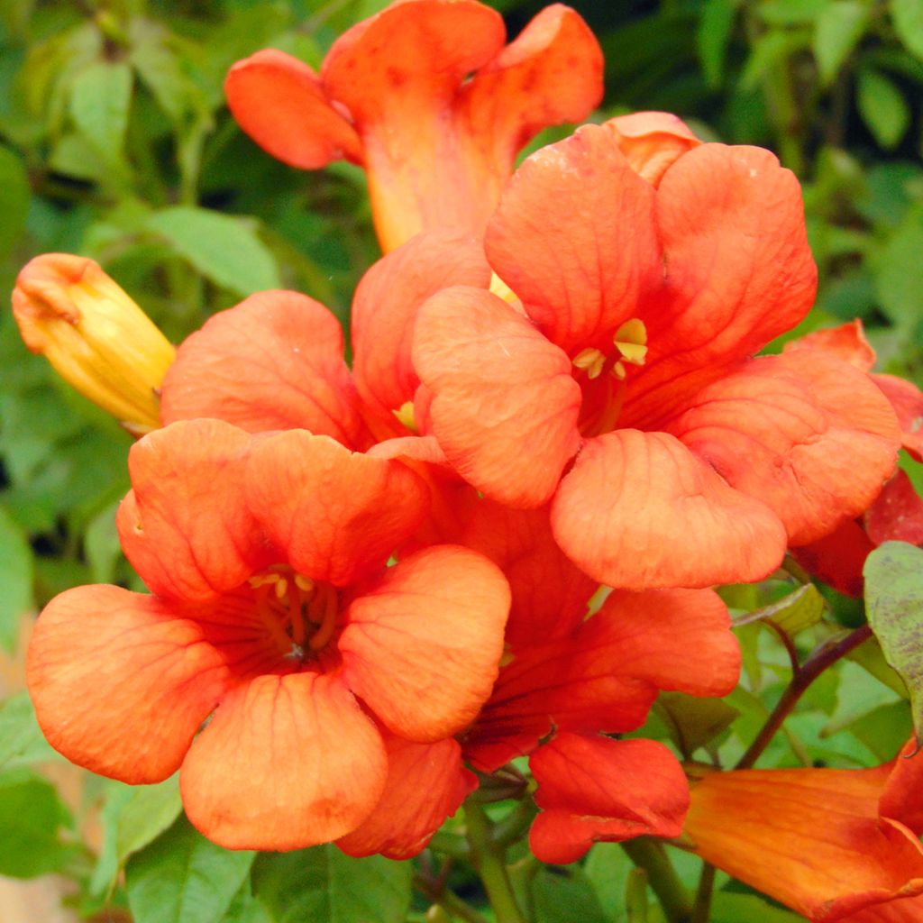 Bignone - Campsis tagliabuana Summer Jazz Fire