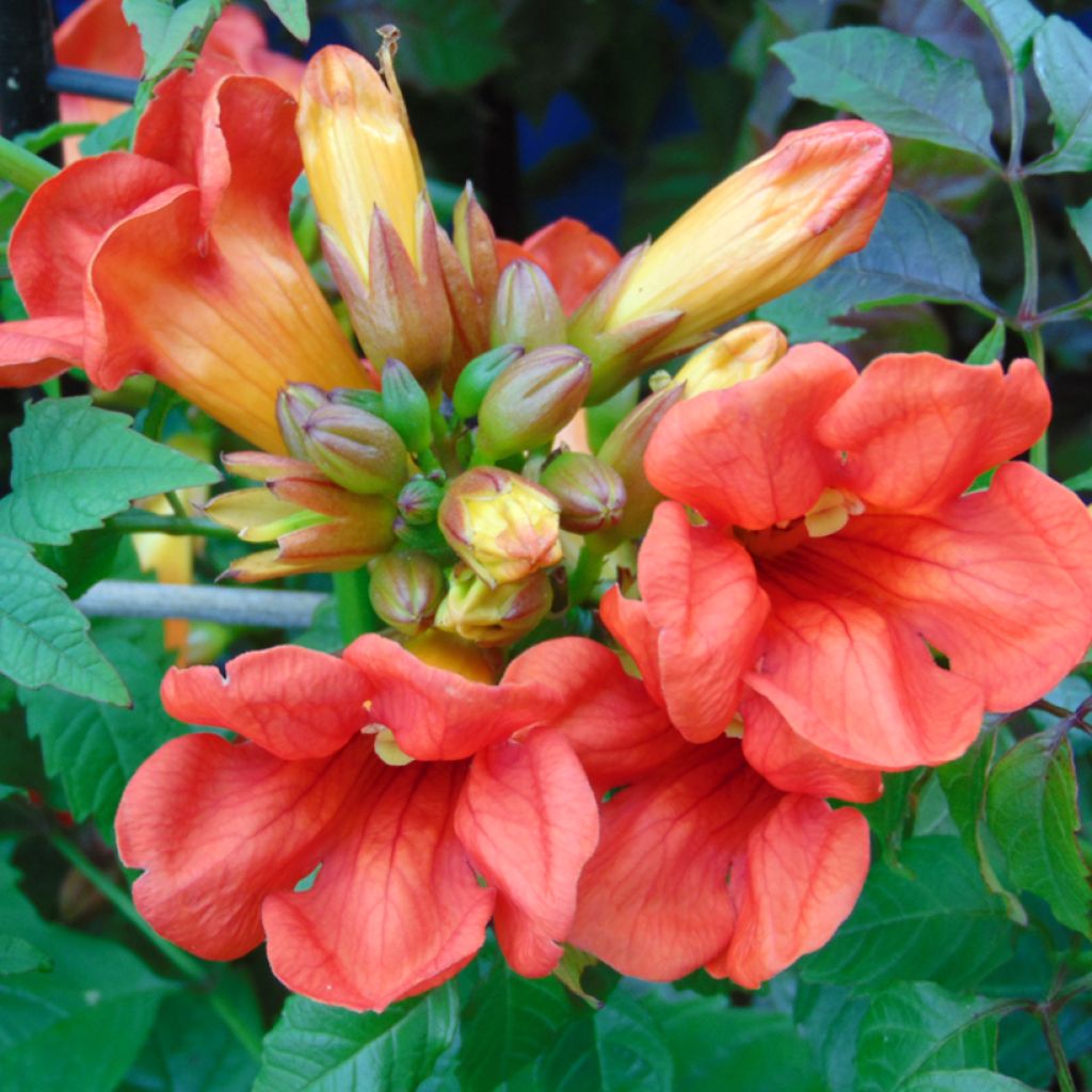 Bignone - Campsis tagliabuana Summer Jazz Fire