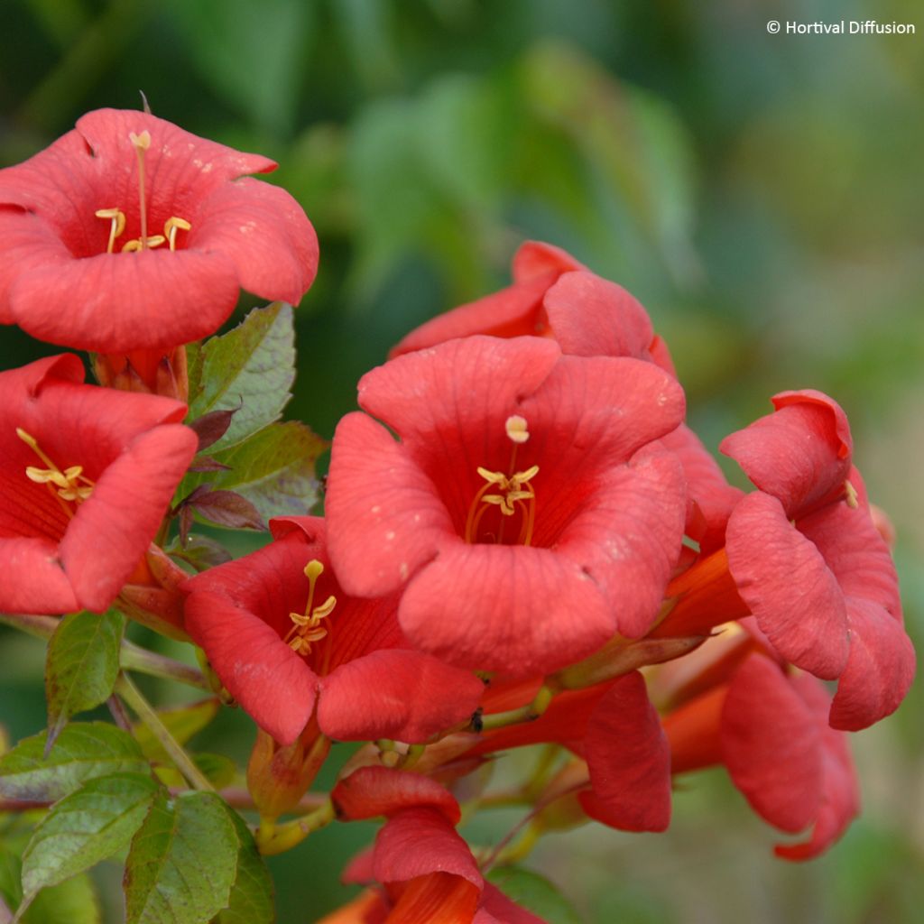 Bignone - Campsis x tagliabuana Ebony & Red