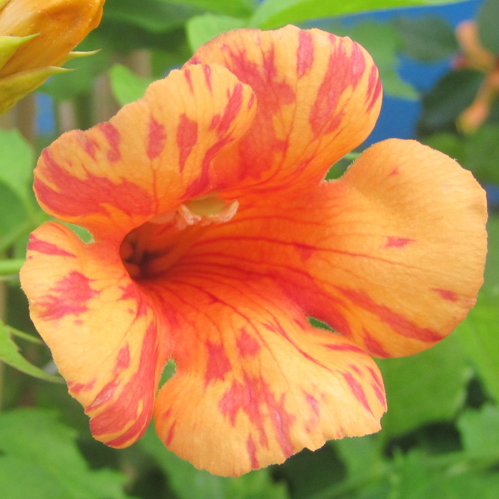 Bignone Orangeade - Campsis x tagliabuana Tracamp Pot de 3L