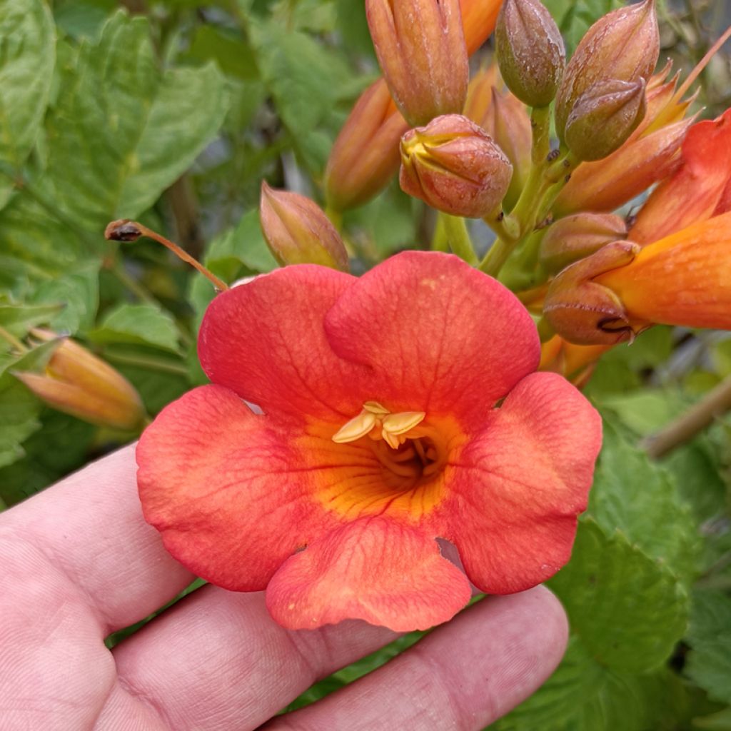 Bignone - Campsis tagliabuana Madame Galen