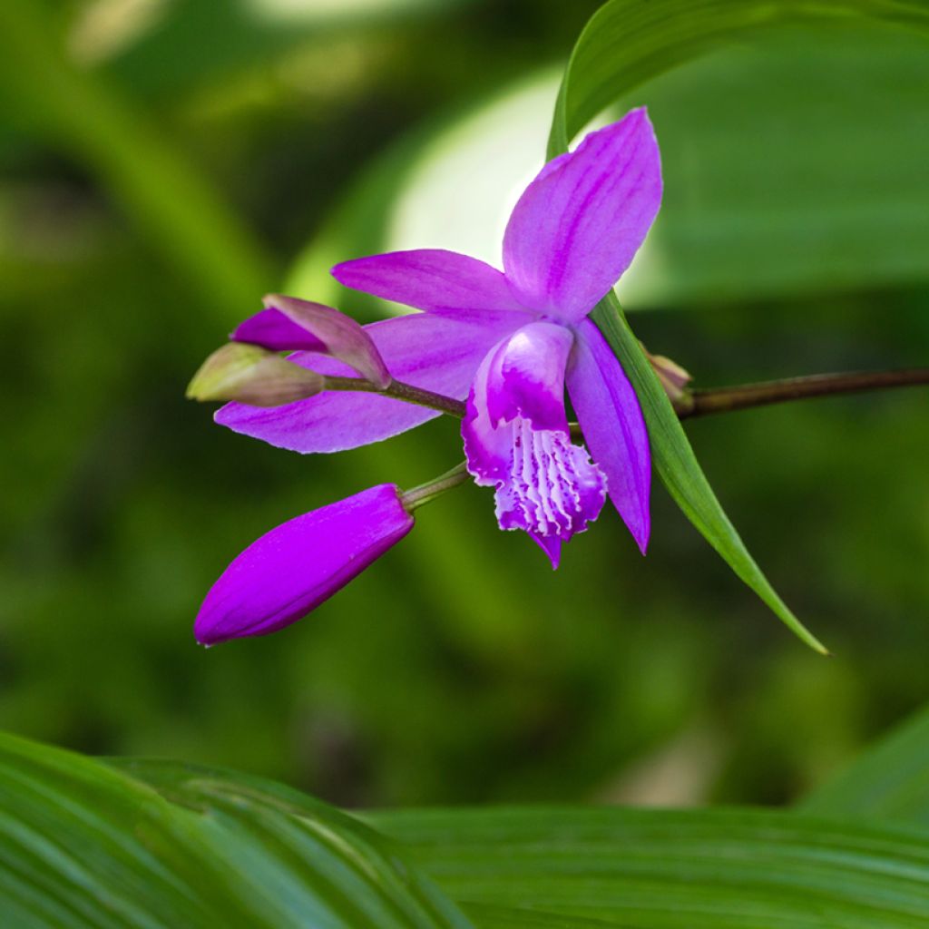 Bletilla striata Purple - Orchidée jacinthe