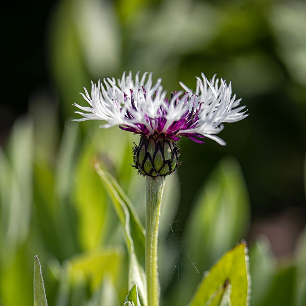 Bleuet des montagnes blanc et pourpre - Centaurée Purple Heart