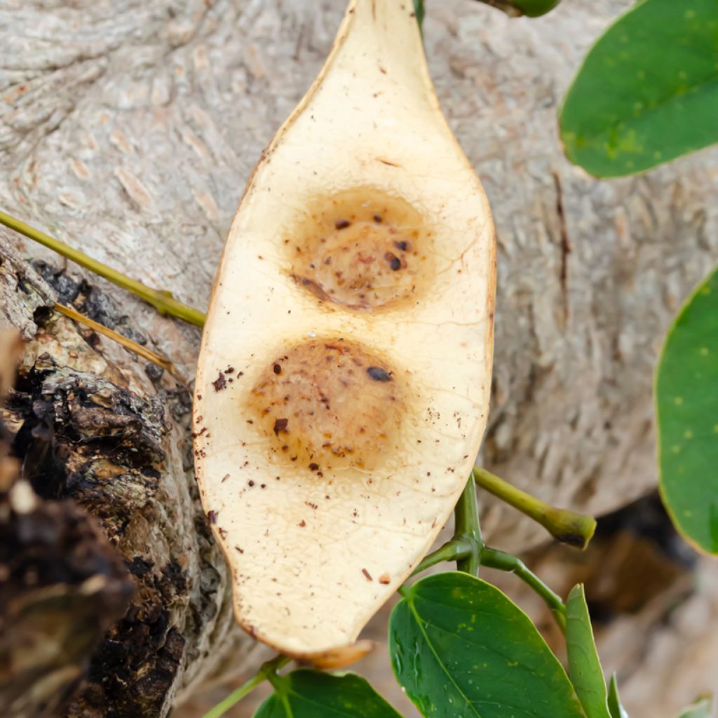 Albizia lebbeck - Bois noir des Bas