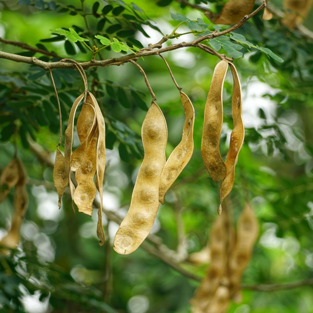 Albizia lebbeck - Bois noir des Bas