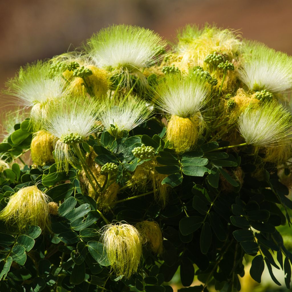Albizia lebbeck - Bois noir des Bas