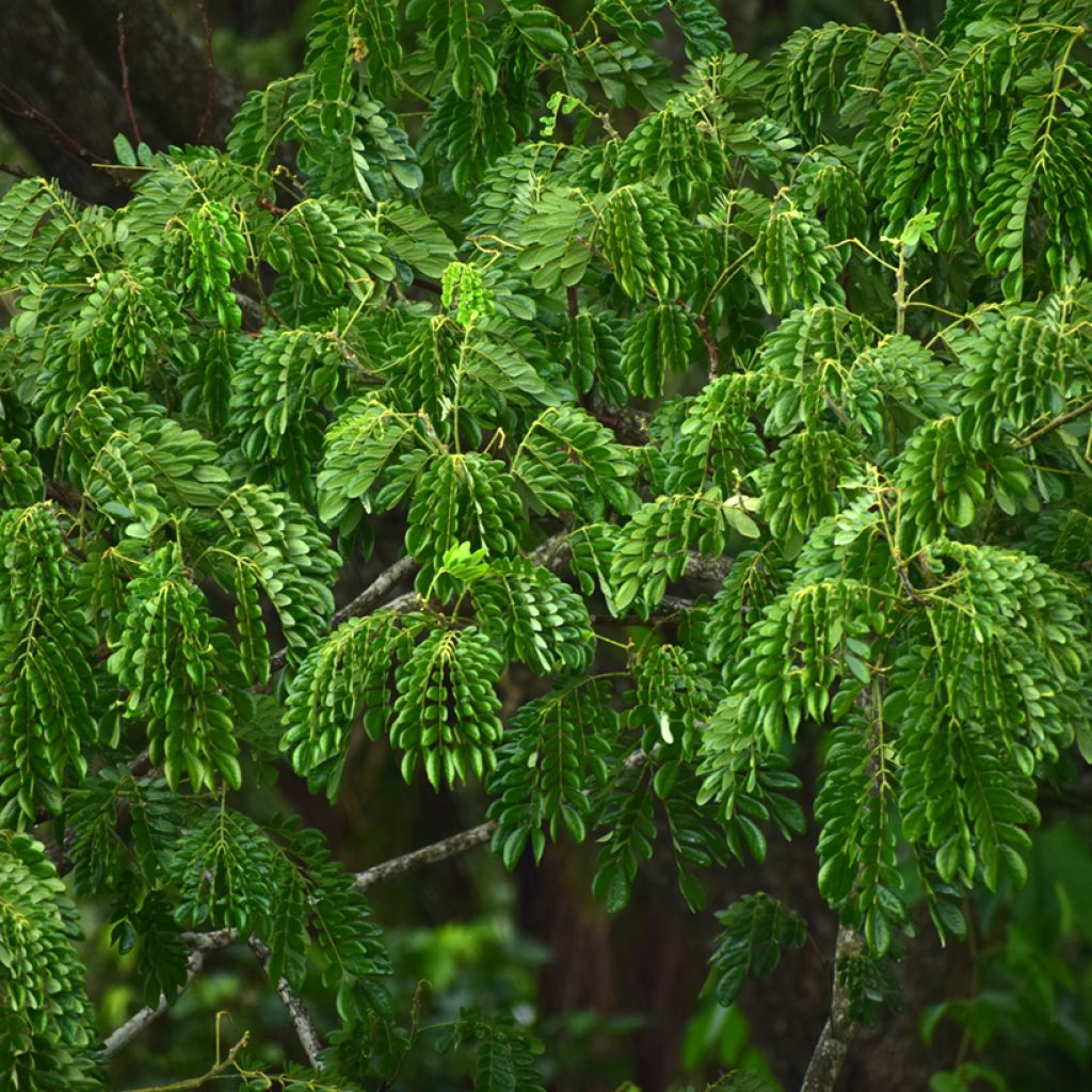 Albizia lebbeck - Bois noir des Bas