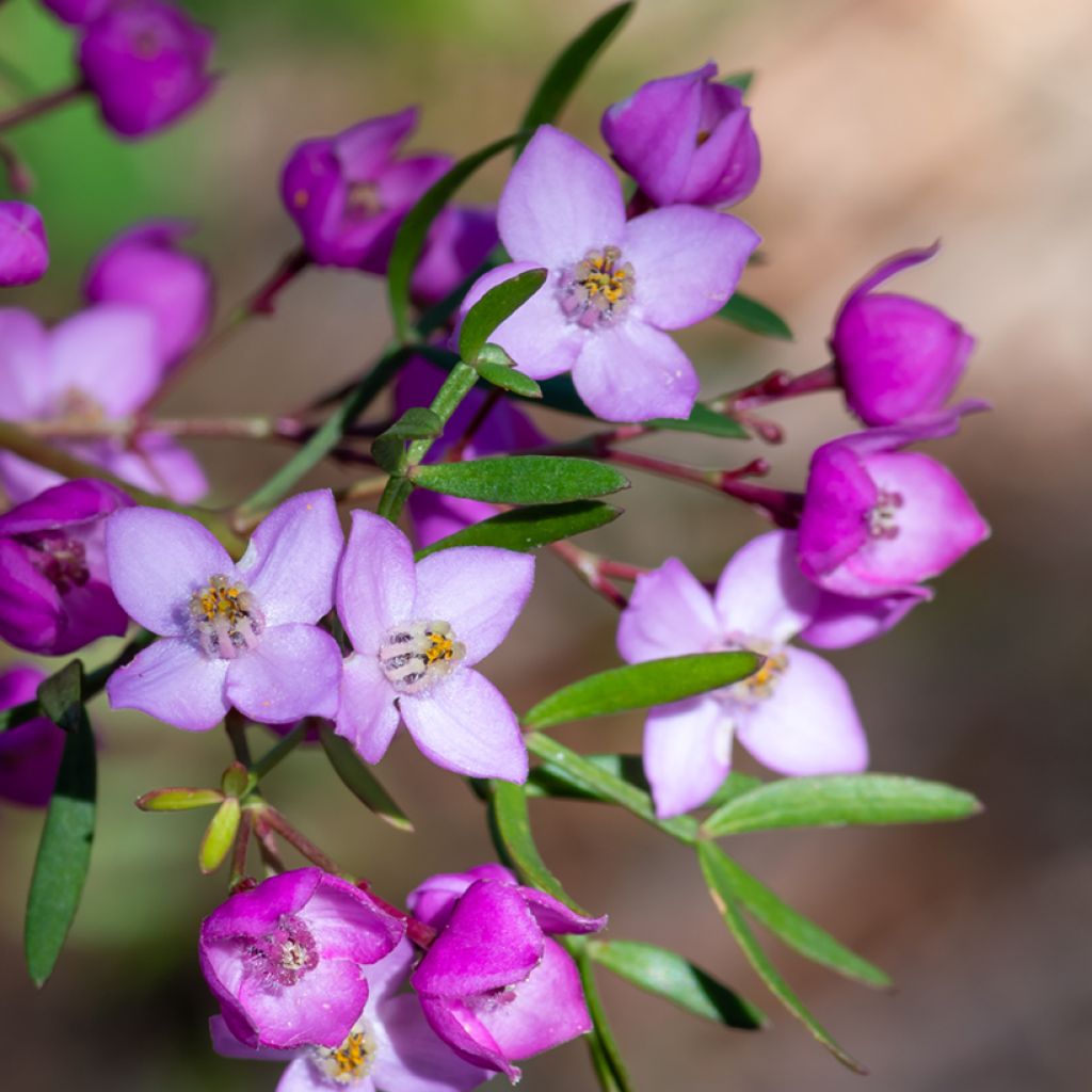 Boronia pinnata var. muelleri - Boronie forestière