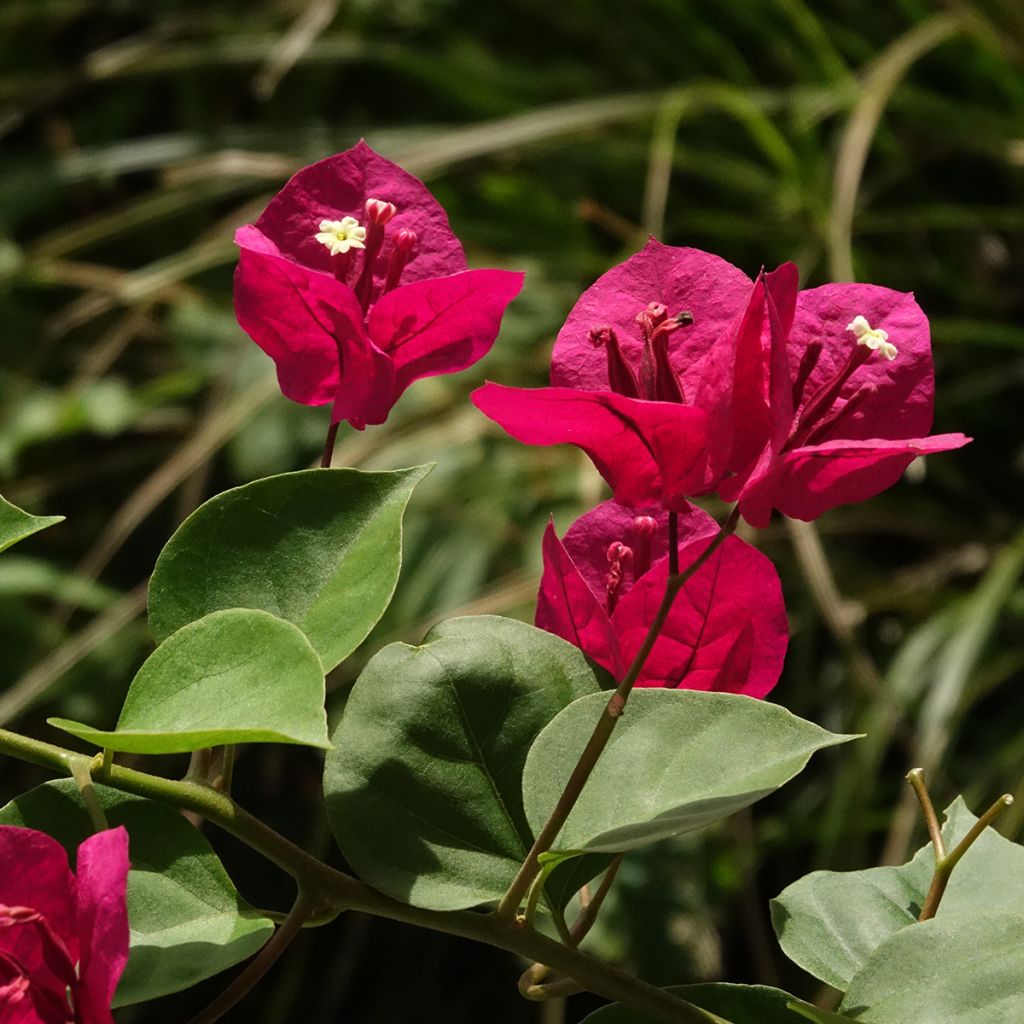 Bougainvillier spectabilis Rouge foncé