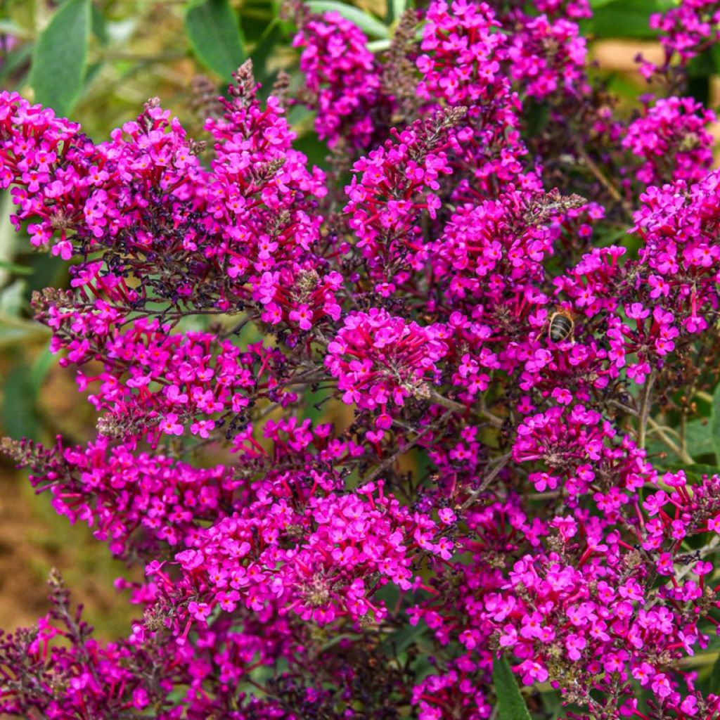 Buddleja davidii Octopus Magenta - Arbre aux papillons