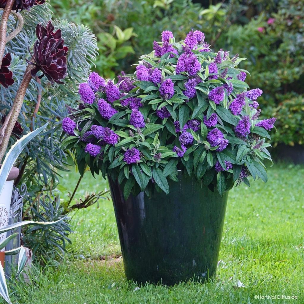 Buddleja davidii Tiny Buddy Violet - Arbre aux papillons nain