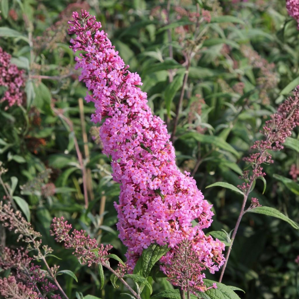 Buddleja davidii Pink Cascade - Arbre aux papillons