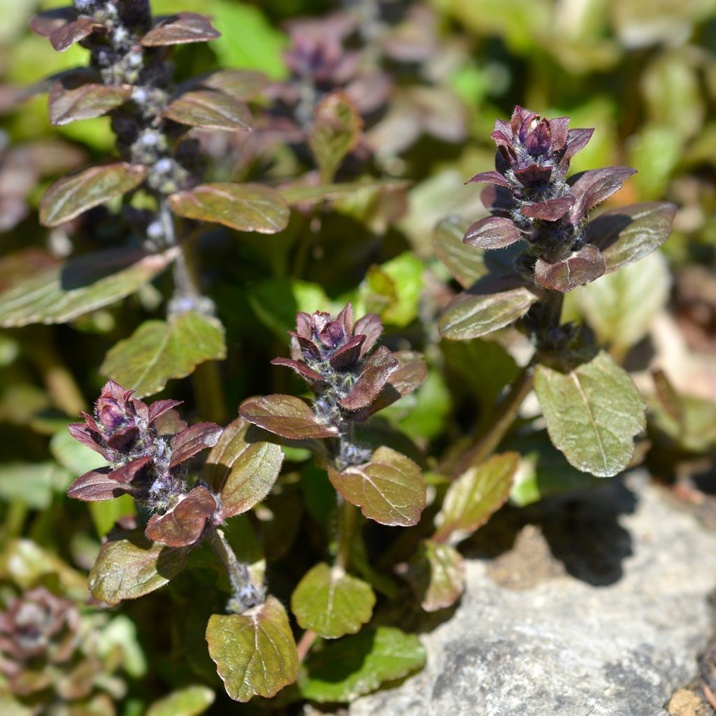Bugle rampante - Ajuga reptans Multicolor (Rainbow)