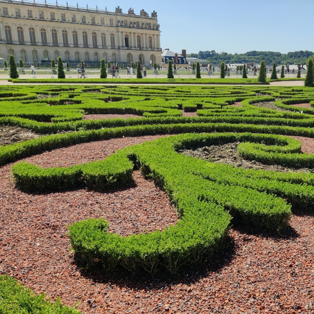 Buis - Buxus Betterbuxus Skylight