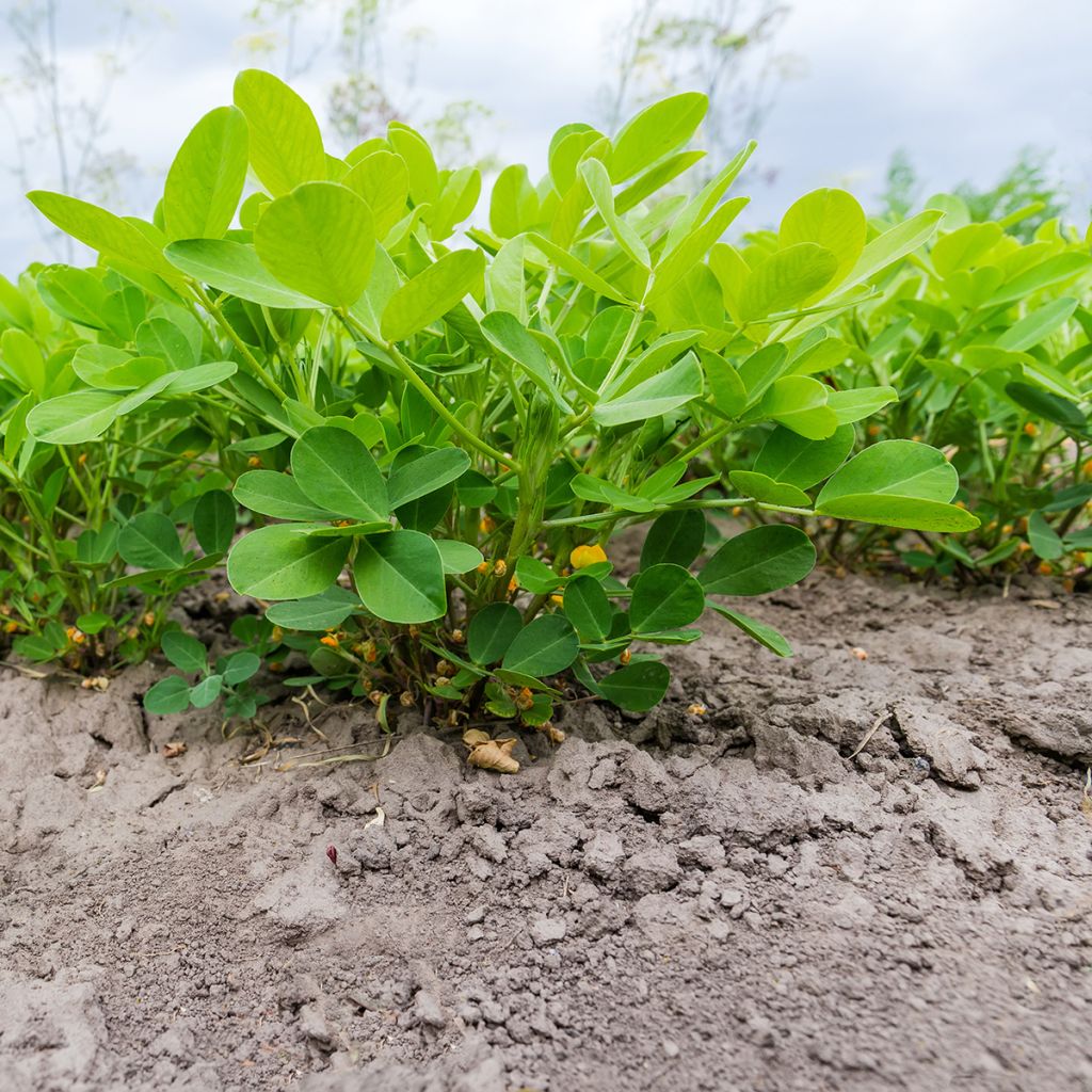 Cacahuètes  - Arachide