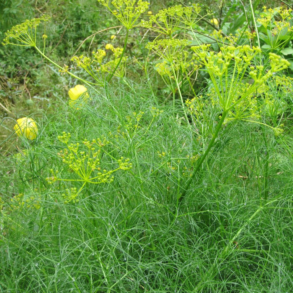 Cachrys alpina - Amarinthe