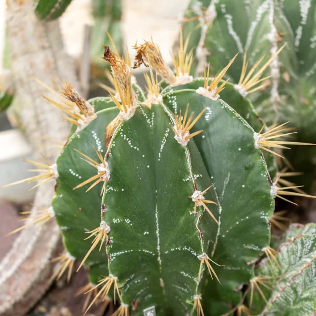 Cactus - Astrophytum ornatum