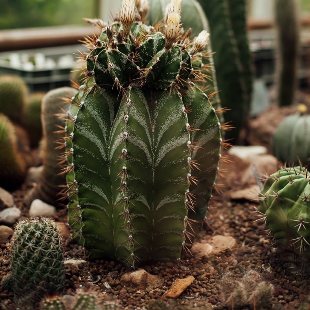 Cactus - Astrophytum ornatum